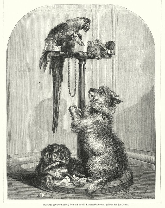 Papagei und Hunde (Gravur) von English School
