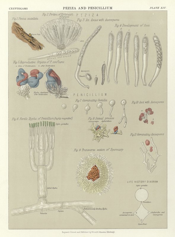 Peziza und Penicillium von English School