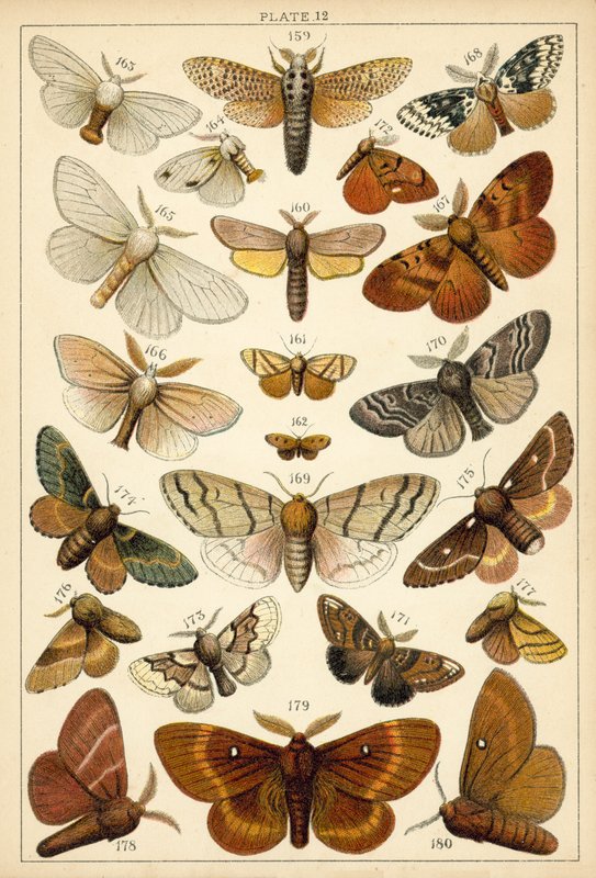 Tafel aus Unseres Landes Schmetterlinge und Motten (Chromolithografie) von English School