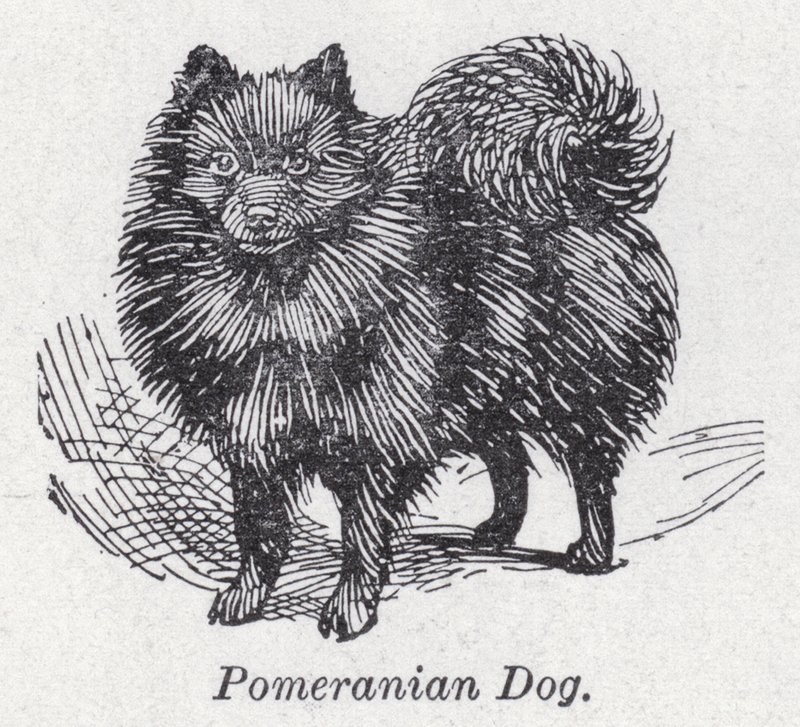 Pommerscher Hund von English School