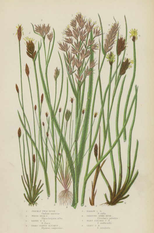 Stachelige Zweigrush, Weiße Schnabelrush, Braune Schnabelrush, Breitblättriger Blysmus, Schmalblättriger Blysmus von English School