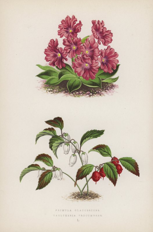 Primula Glaucescens; Gaultheria Procumbens von English School