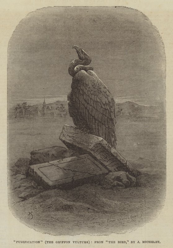 "Reinigung" (Der Gänsegeier), aus "Der Vogel" von J. Michelet von English School