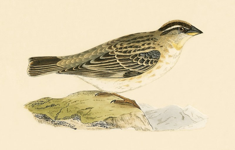 Felsensperling, Illustration aus 
