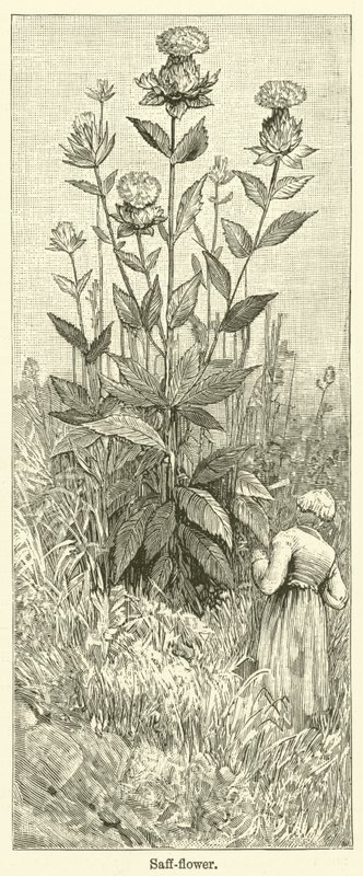 Safranblume von English School