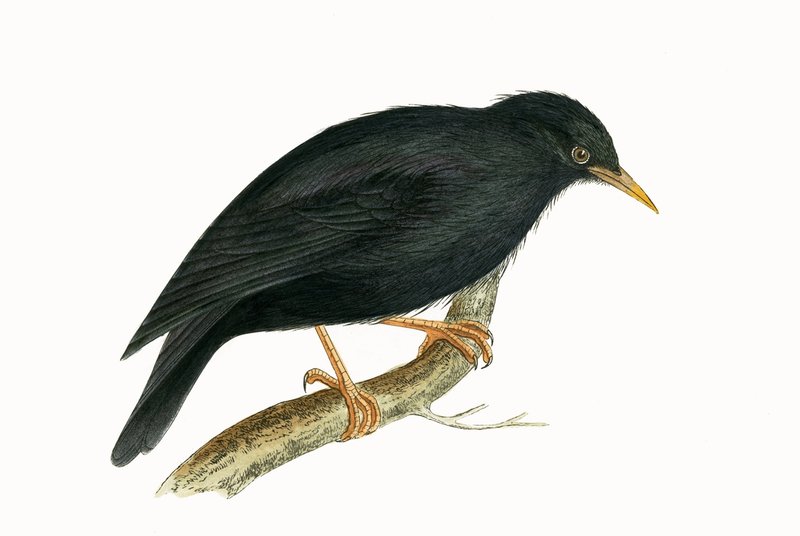 Sardischer Star, Illustration aus 