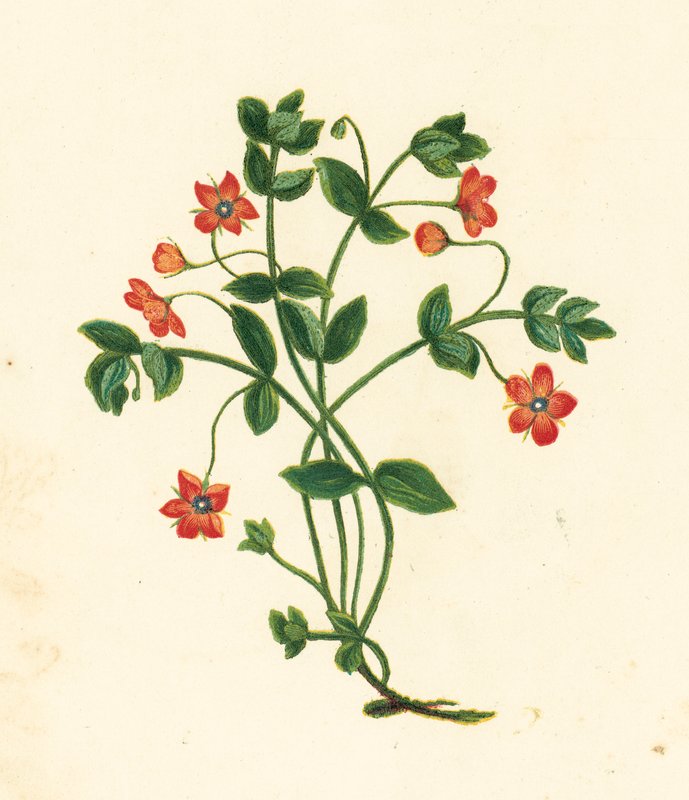Roter Gauchheil, Anagallis Arvensis von English School