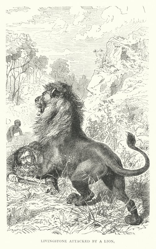 Der schottische Missionar David Livingstone wird in Afrika von einem Löwen angegriffen von English School