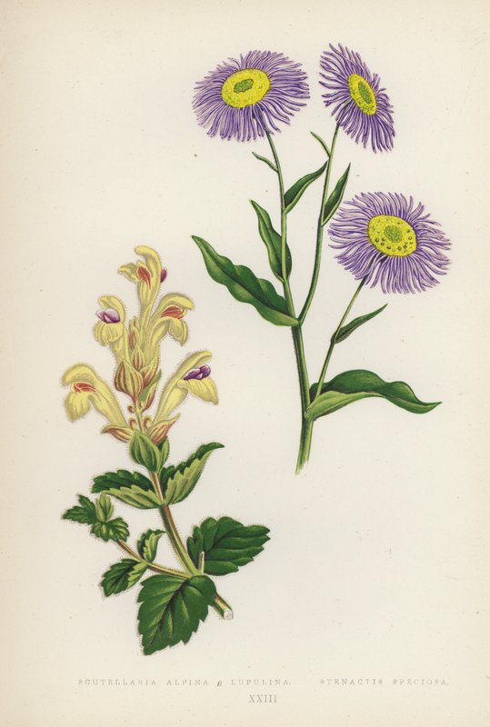 Scutellaria Alpina B Lupulina; Stenactis Speciosa von English School