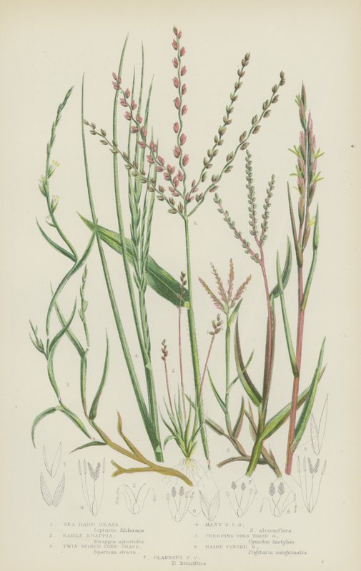 Meerhartgras, Frühe Knappia, Zwillingsspitziges Schnurgras, Vielspitziges Schnurgras, Kriechender Hundszahn von English School