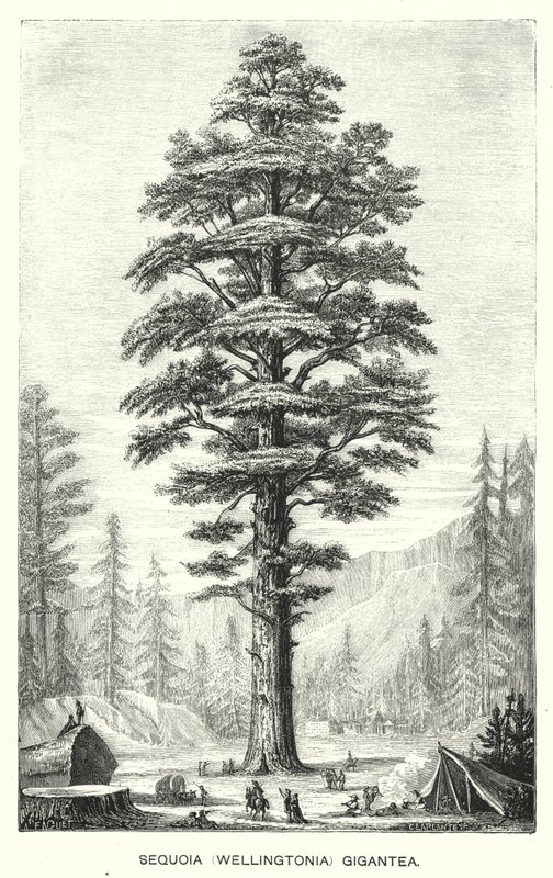 Sequoia (Wellingtonia) Gigantea (Gravur) von English School