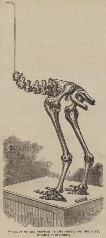 Skelett des Dinornis im Museum des Royal College of Surgeons (Gravur) von English School