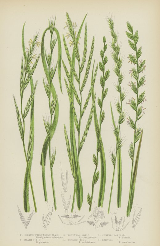 Schlankes Falsches Brachsenkraut, Heide-Falsches Brachsenkraut, Mehrjähriges Weidelgras, Bärtiges Weidelgras von English School