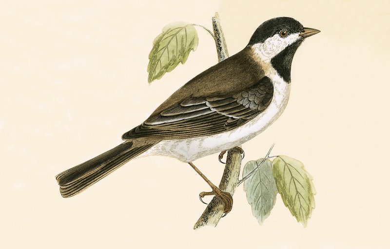 Sombre Tit, Illustration aus 