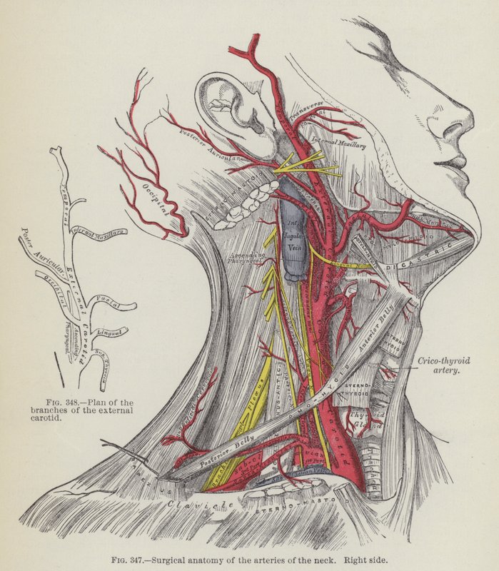 Chirurgische Anatomie der Arterien des Halses, rechte Seite von English School