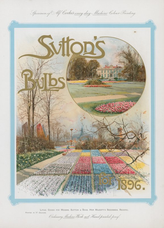Suttons Zwiebeln für 1896 von English School
