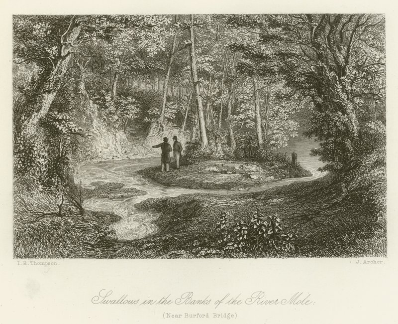 Schwalben in den Ufern des Flusses Mole, nahe Burford Brücke (Stich) von English School