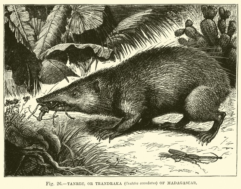 Tanrec oder Trandraka (Centetes ecaudatus) von Madagaskar von English School