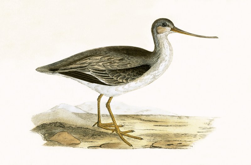 Terek-Godwit, Illustration aus 
