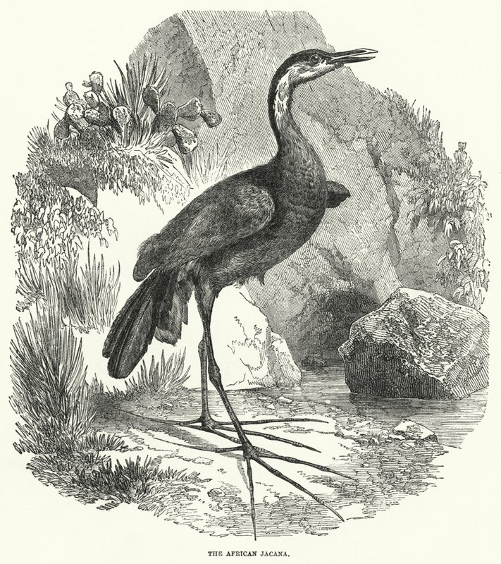 Der Afrikanische Jacana von English School
