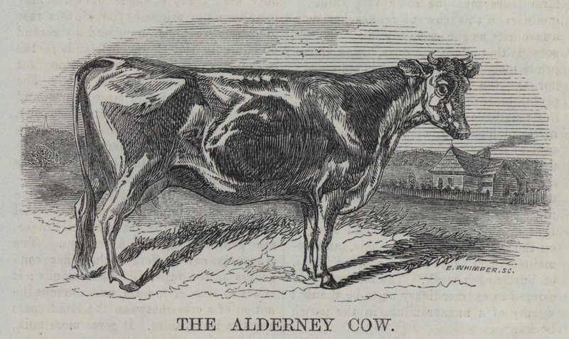 Die Alderney-Kuh (Gravur) von English School