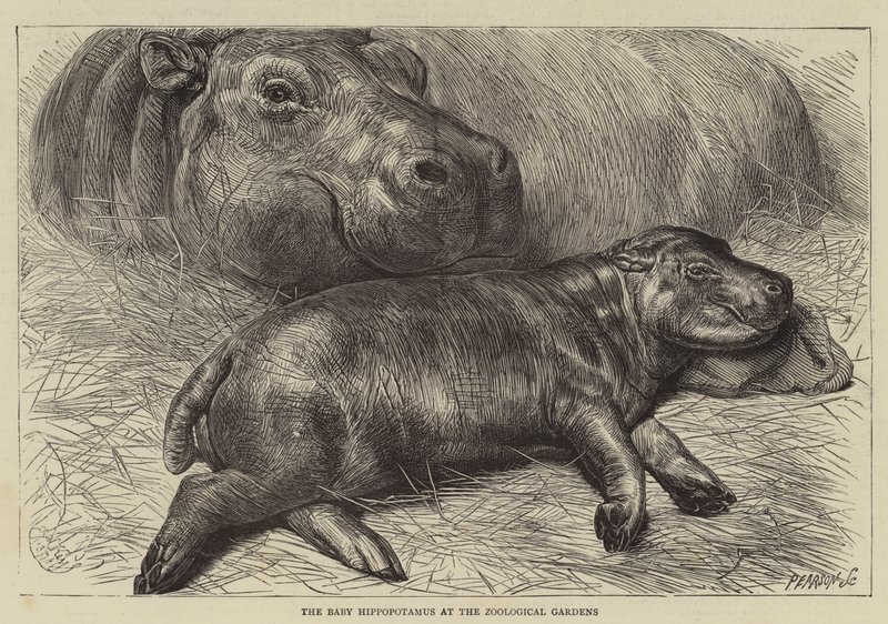 Das Baby Nilpferd im Zoologischen Garten von English School