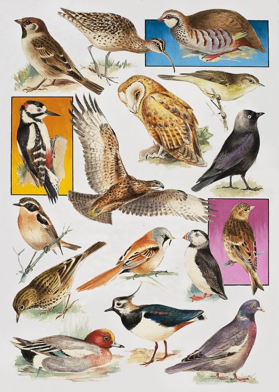 Die Vögel Britanniens von English School