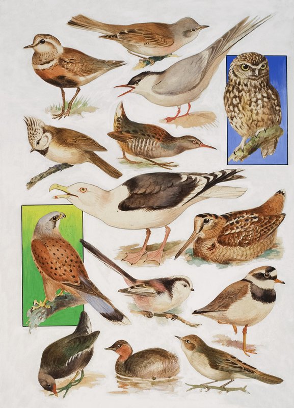 Die Vögel Britanniens von English School