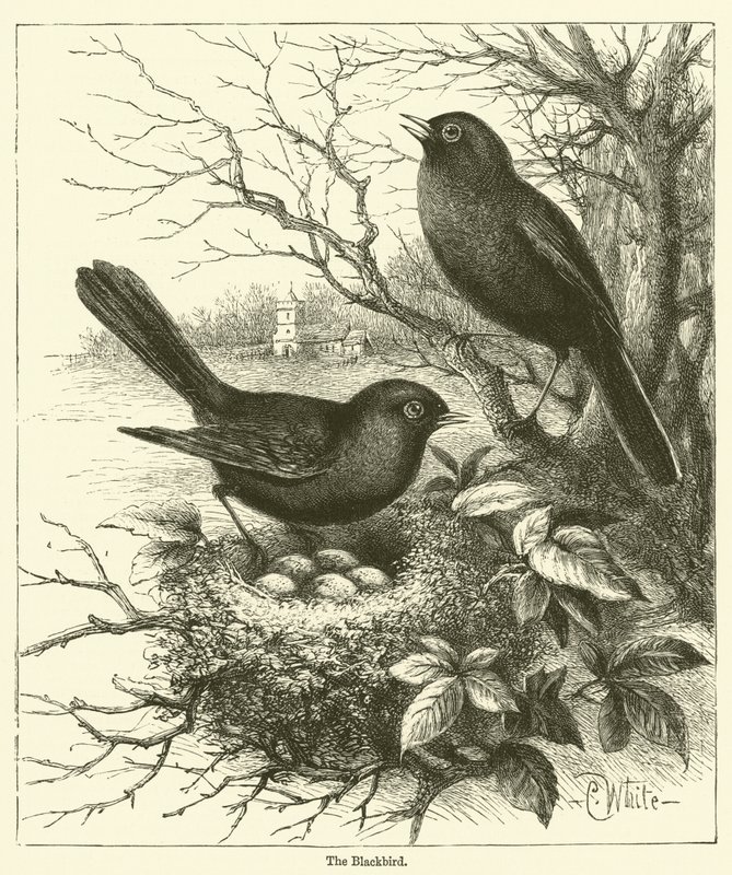 Die Amsel (Gravur) von English School
