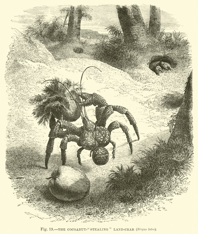 Der Kokosnuss-stehlende Landkrabbe, Birgus latro von English School