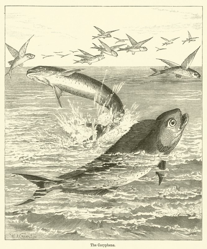 Die Coryphene von English School