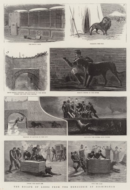 Die Flucht der Löwen aus der Menagerie in Birmingham von English School