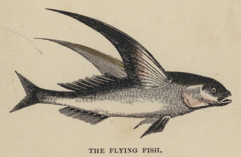 Der fliegende Fisch (kolorierte Gravur) von English School