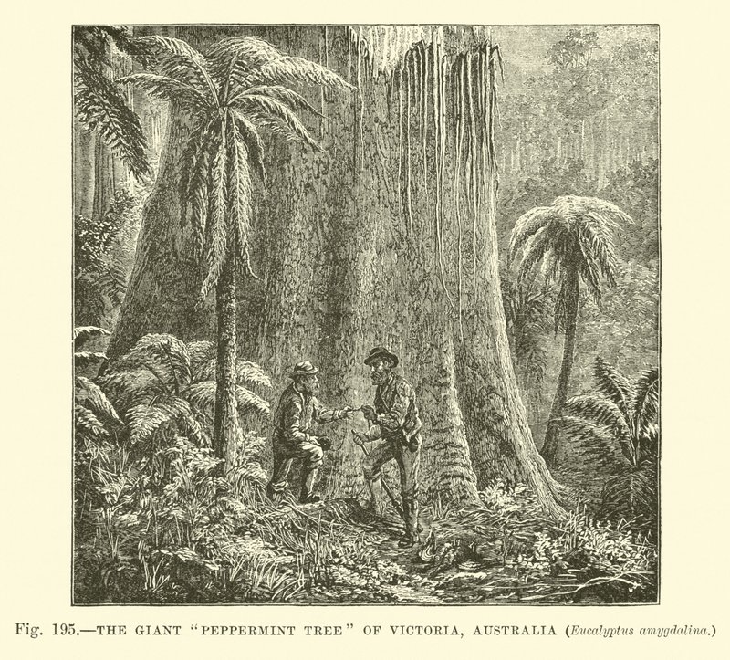 Der riesige Pfefferminzbaum von Victoria, Australien, Eucalyptus amygdalina von English School