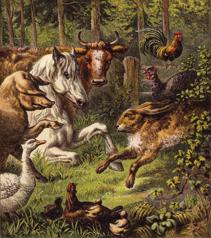 Der Hase und die Schildkröte (Farblithografie) von English School