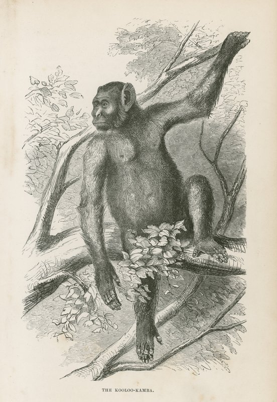 Der Kooloo-Kamba von English School