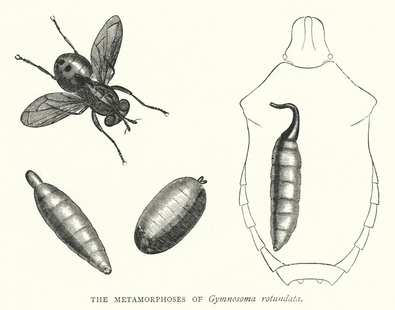 Die Metamorphosen von Gymnosoma rotundata (Kupferstich) von English School