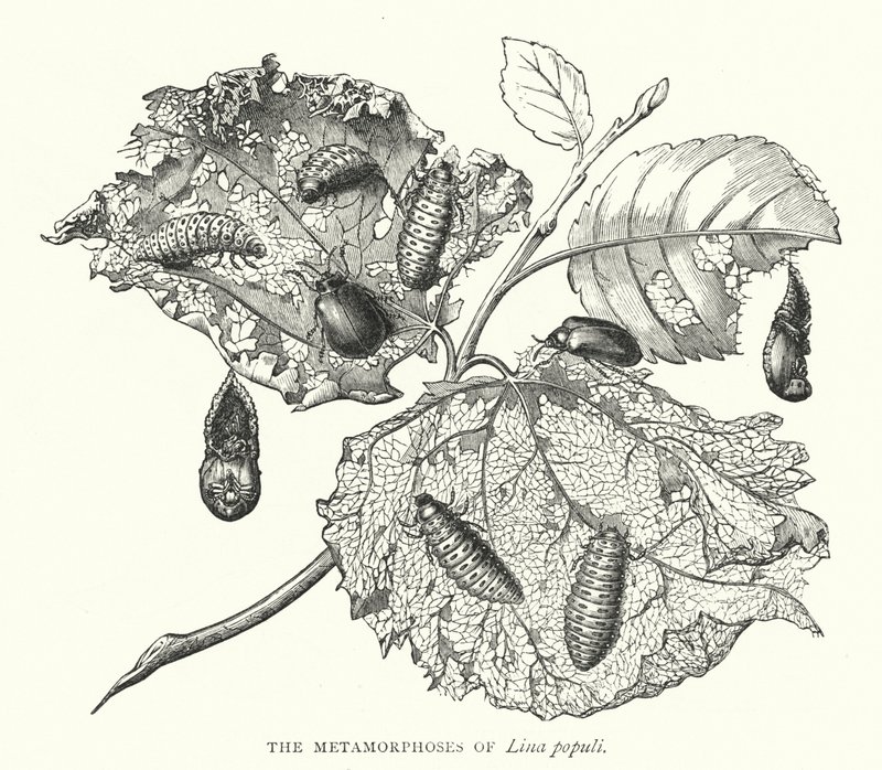 Die Metamorphosen von Lina populi (Kupferstich) von English School