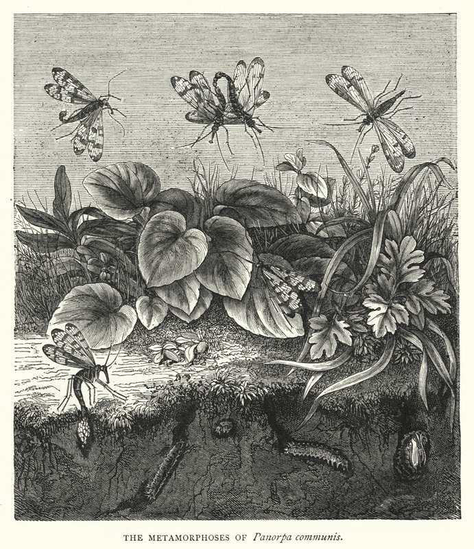 Die Metamorphosen von Panorpa communis von English School