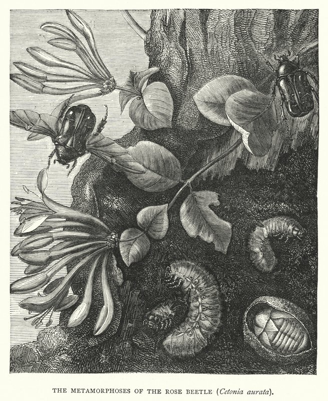 Die Metamorphosen des Rosenkäfers, Cetonia aurata (Stich) von English School