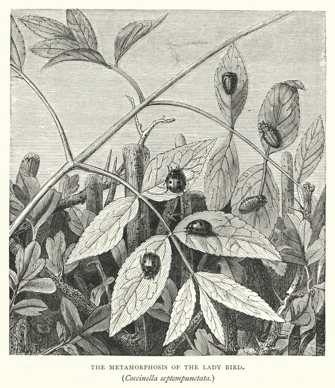 Die Metamorphose des Marienkäfers, Coccinella septempunctata (Stich) von English School
