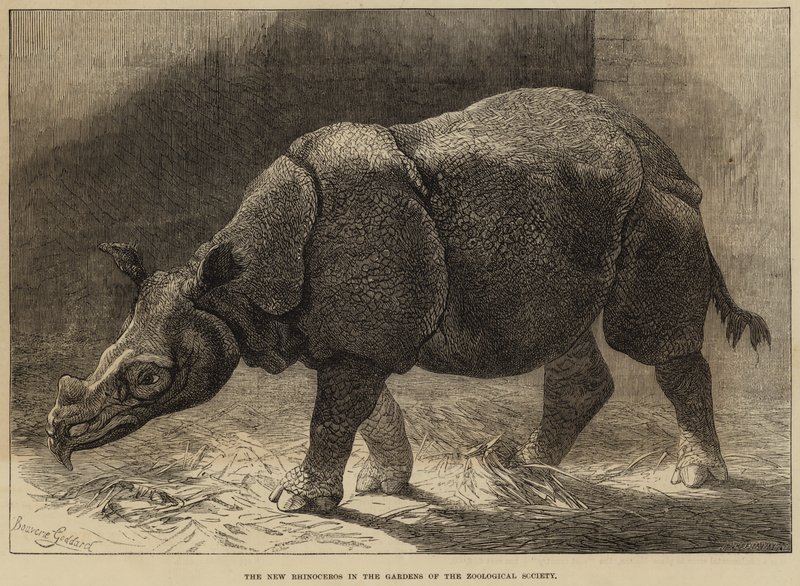 Das neue Nashorn in den Gärten der Zoologischen Gesellschaft von English School
