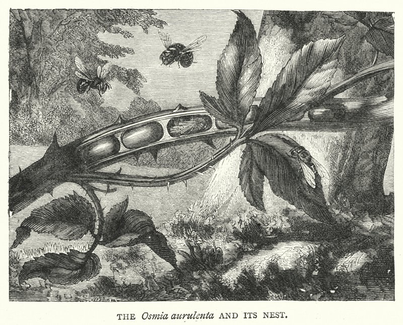 Die Osmia aurulenta und ihr Nest (Kupferstich) von English School