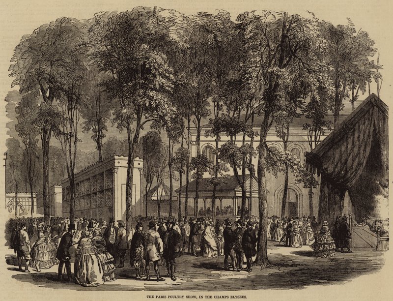 Die Pariser Geflügelschau, in den Champs Elysees (Stich) von English School