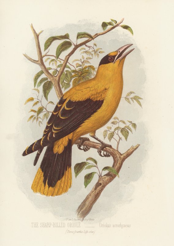 Der Spitzschnabelpirol, Oriolus Acrorhyncus von English School