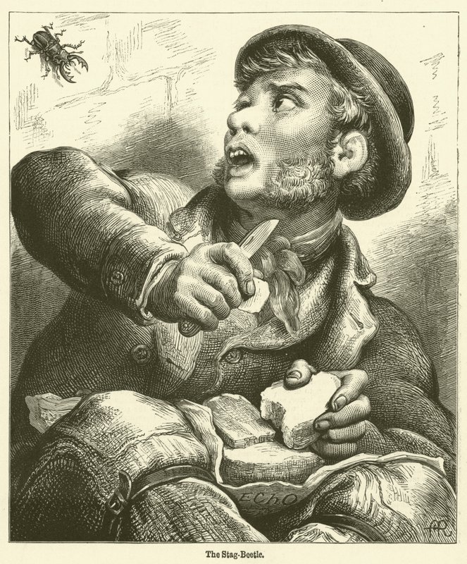 Der Hirschkäfer (Gravur) von English School