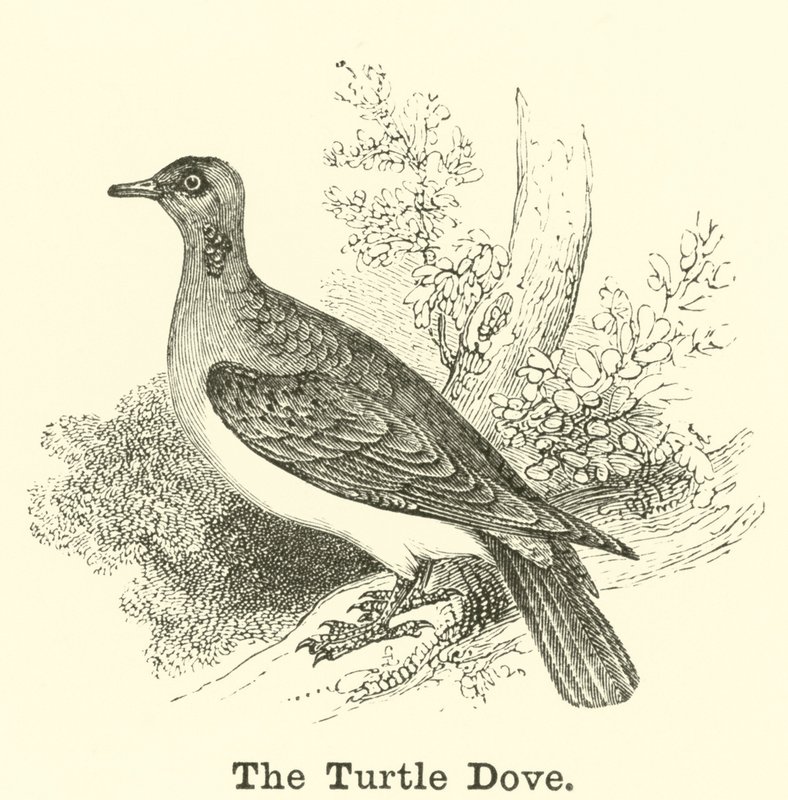 Die Turteltaube von English School