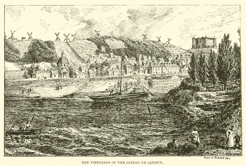 Die Weinberge des Coteau de Saumur von English School