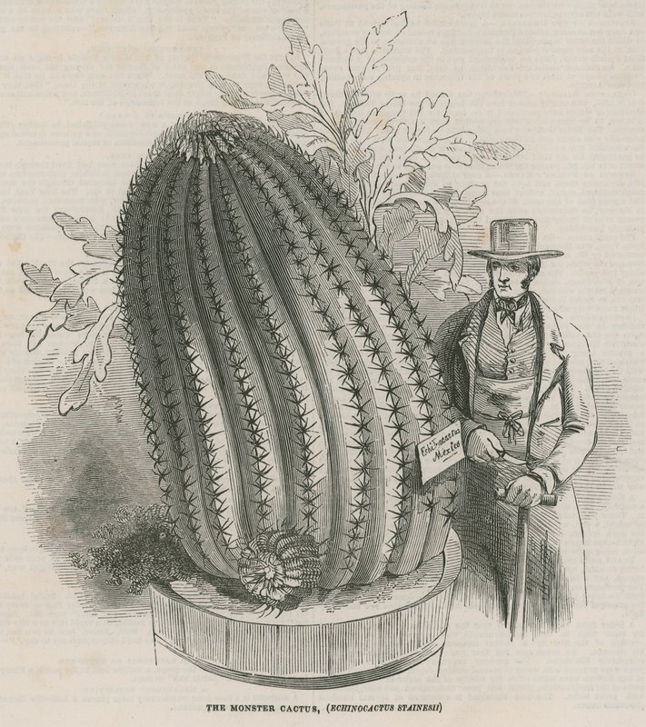 Der Monsterkaktus (Echinocactus stainesh) in den Königlichen Gärten, Kew, London von English School