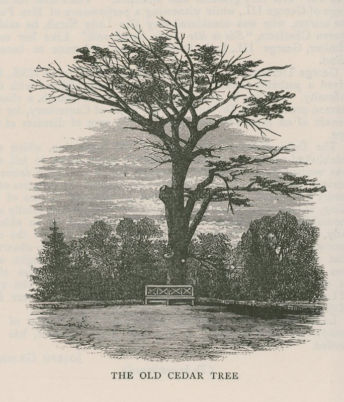 Der alte Zedernbaum, Holland House von English School